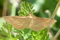 Idaea ochrata