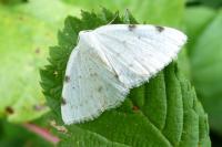 Lomographa bimaculata