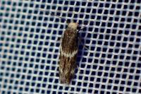 Elachista stabilella