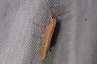 Pediasia contaminella