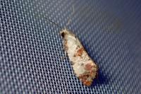 Cochylis hybridella