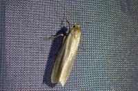 Eilema caniola