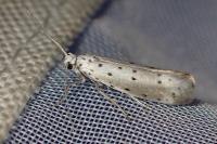 Yponomeuta