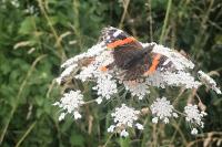 Vanessa atalanta