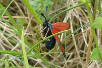 Zygaena loti