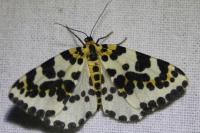 Abraxas grossulariata