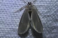 Acentria ephemerella