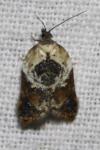 Acleris variegana