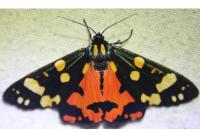 Callimorpha dominula