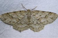 Ectropis crepuscularia