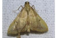 Endotricha flammealis