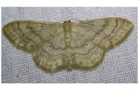 Idaea deversaria