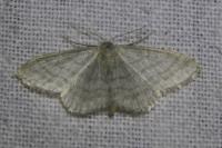 Idaea subsericeata