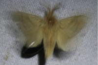 Malacosoma neustria