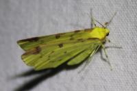 Opisthograptis luteolata