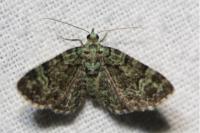 Pasiphila rectangulata