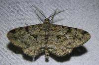 Peribatodes rhomboidaria