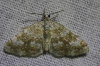 Perizoma flavofasciata