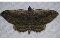 Philereme transversata