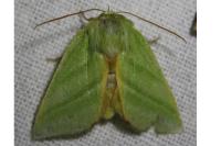 Pseudoips prasinanus