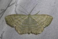 Scopula immutata