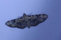 Eupithecia linariata/pulchellata
