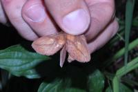 Euthrix potatoria