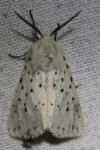Spilosoma lubricipeda