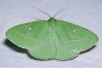 Thetidia smaragdaria