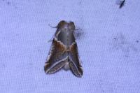 Habrosyne pyritoides