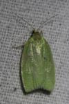 Tortrix viridana