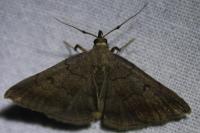Zanclognatha lunalis