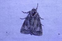 Acronicta megacephala