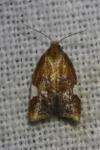 Acleris holmiana