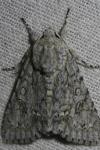 Acronicta aceris