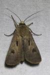 Agrotis exclamationis