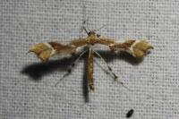 Cnaemidophorus rhododactylus