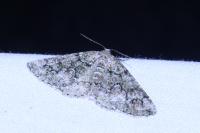 Cleorodes lichenaria