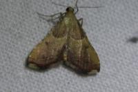 Endotricha flammealis