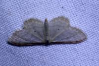 Idaea fuscovenosa