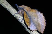 Gastropacha quercifolia