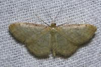 Idaea fuscovenosa