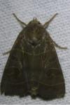 Ipimorpha subtusa