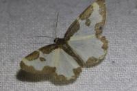 Lomaspilis marginata