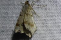 Macaria alternata