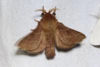 Malacosoma neustria