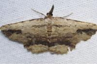 Menophra abruptaria