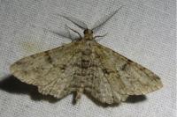 Peribatodes rhomboidaria