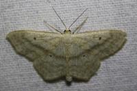 Scopula nigropunctata