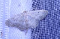 Idaea biselata